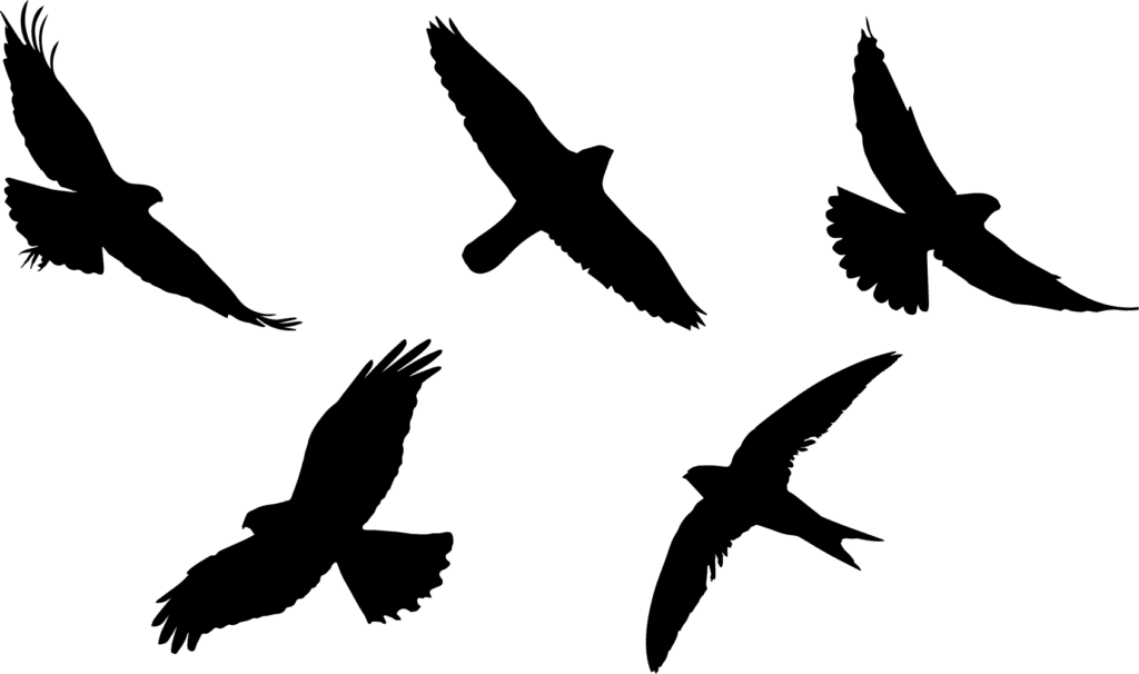 Silhouettes of five birds flying in the sky.